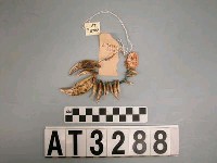 藏品(獸牙耳飾)的圖片